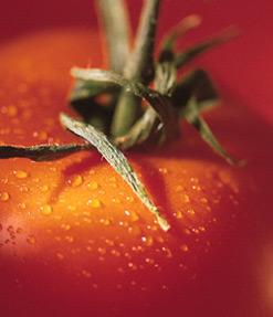 Tomato